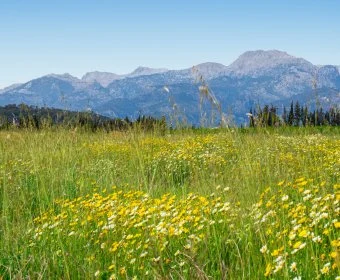 Sale Rustic houses Llubí