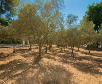 Venta Casas Rústicas Felanitx