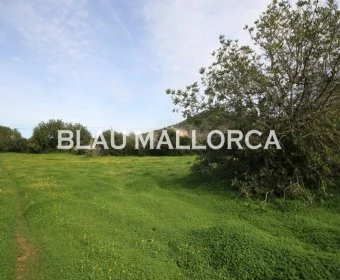 Venta Terrenos Felanitx