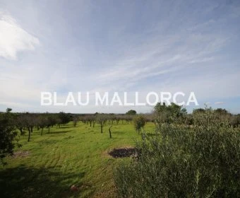 Venta Terrenos Felanitx