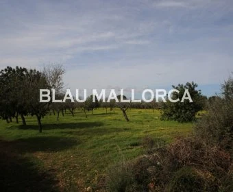 Venta Terrenos Felanitx