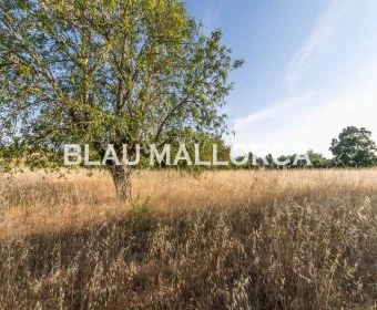 Venta Terrenos Felanitx