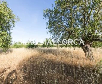Venta Terrenos Felanitx