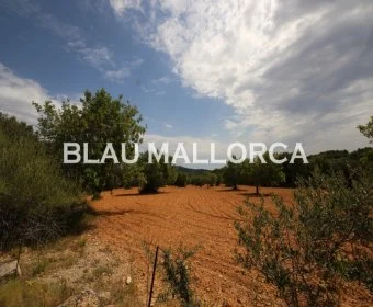 Venta Terrenos Felanitx