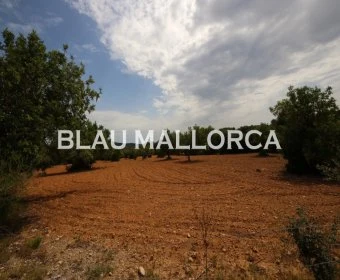 Venta Terrenos Felanitx