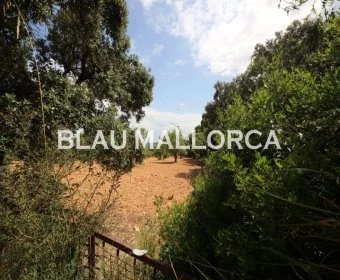 Venta Terrenos Felanitx