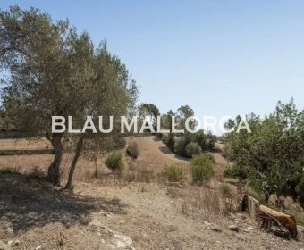Sale Rustic houses María de la salut