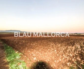 Sale Lands Vilafranca de Bonany