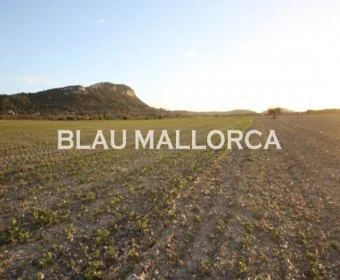 Venta Terrenos Sineu