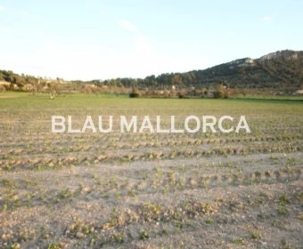 Venta Terrenos Sineu