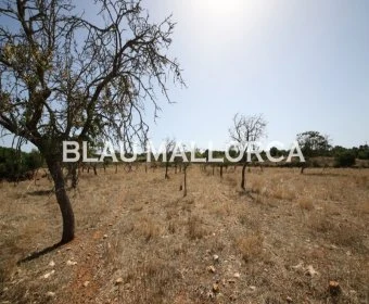 Sale Lands Son Carrio