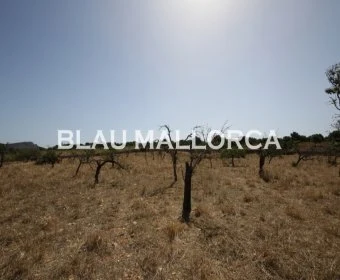 Sale Lands Son Carrio