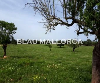 Land zum Verkauf in Manacor Mallorca