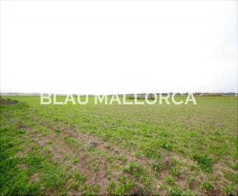Venta Terrenos Manacor