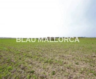 Venta Terrenos Manacor