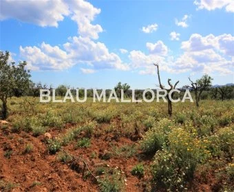 Venta Terrenos Porto Cristo