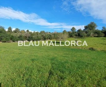 Sale Lands Son Servera