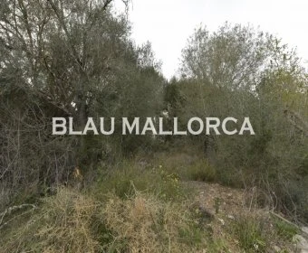 Sale Urban solar María de la salut