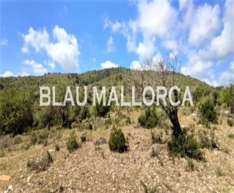 Sale Lands Son Servera