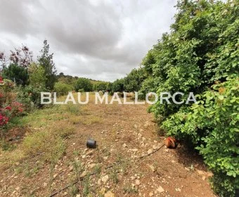 Sale Lands Son Carrio