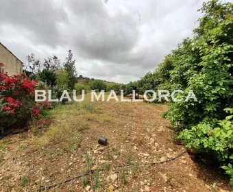 Sale Lands Son Carrio