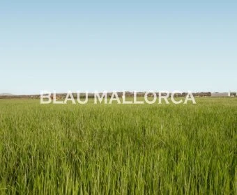 Sale Lands María de la salut