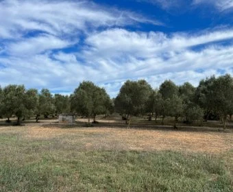 Venta Casas Rústicas Sencelles