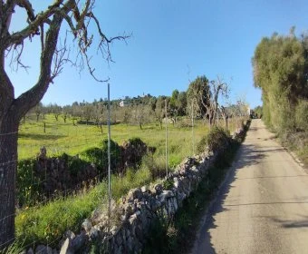 Venta Terrenos Son Servera
