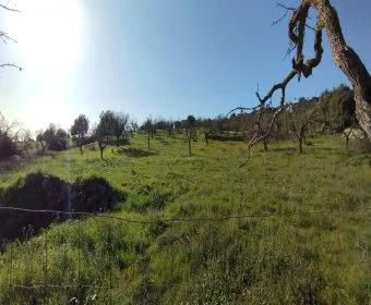 Venta Terrenos Son Servera