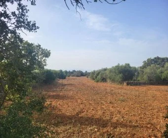 Venta Terrenos Algaida