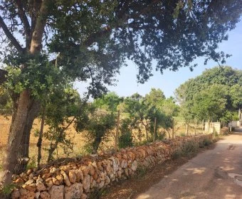 Venta Terrenos Algaida