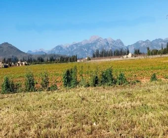 Venta Terrenos Llubí