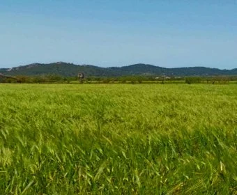 Venta Terrenos Porreres