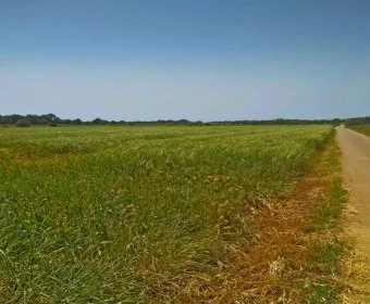 Venta Terrenos Porreres