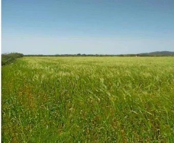 Venta Terrenos Porreres