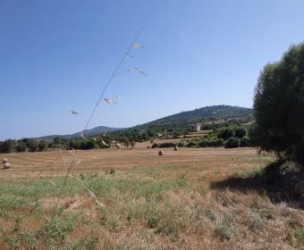 Venta Terrenos Manacor