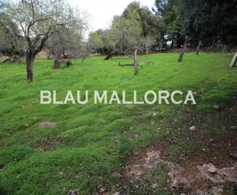 Verkauf Städtische Grundstücke Cala Ratjada