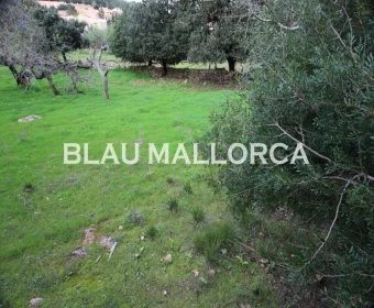 Verkauf Städtische Grundstücke Cala Ratjada