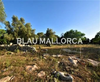 Venta Terrenos Son Servera