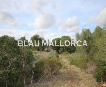 Venta Terrenos Porto Cristo