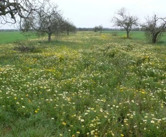 Venta Terrenos Felanitx