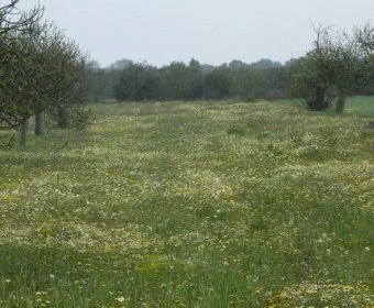 Venta Terrenos Felanitx