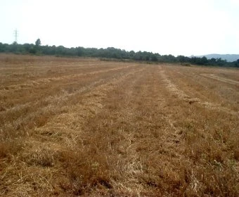 Venta Terrenos Manacor