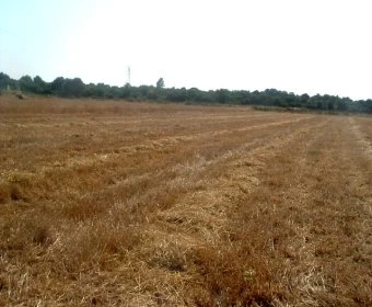 Venta Terrenos Manacor