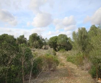 Venta Terrenos Porto Cristo