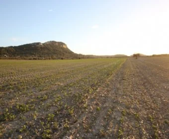 Venta Terrenos Sineu