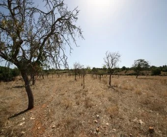 Sale Lands Son Carrio