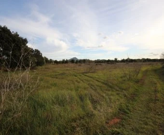 Venta Terrenos Felanitx