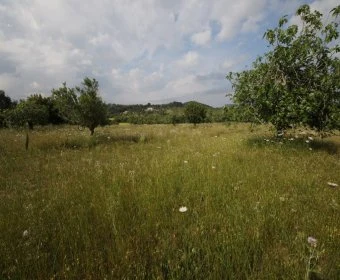 Venta Terrenos Son Servera