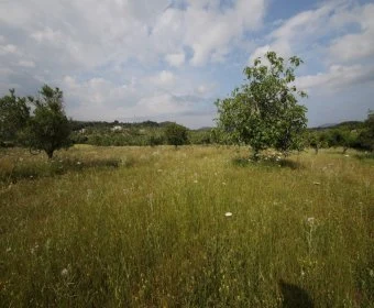 Venta Terrenos Son Servera